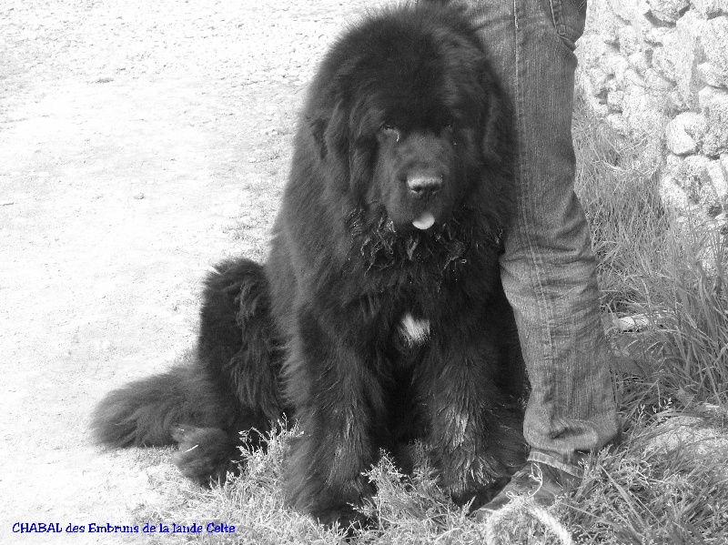 Chabal Des embruns de la lande celte