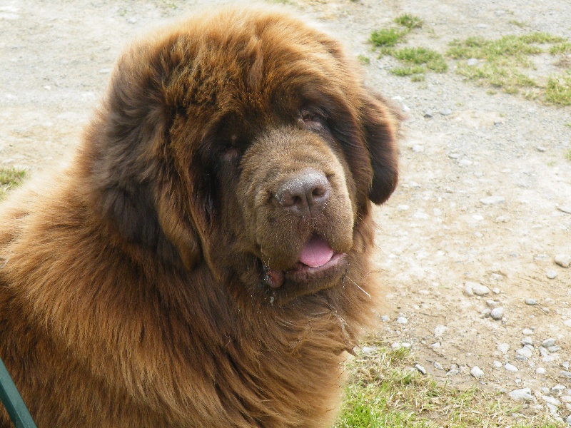 Diam's brown du domaine de la fleur des champs